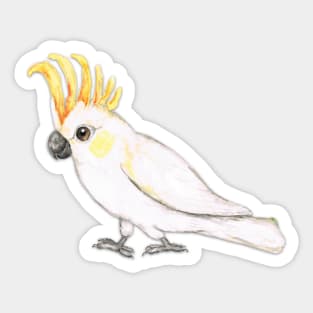 Sulphur crested cockatoo Sticker